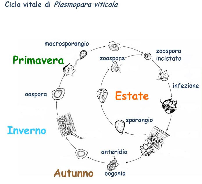peronospora_della_vite_ciclo